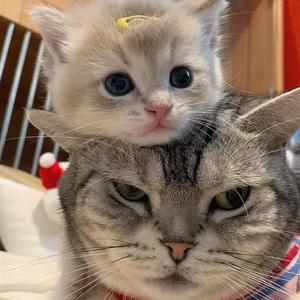 在办公室狂躁老板gif软件介绍
